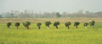 farmers chitwan_grass3